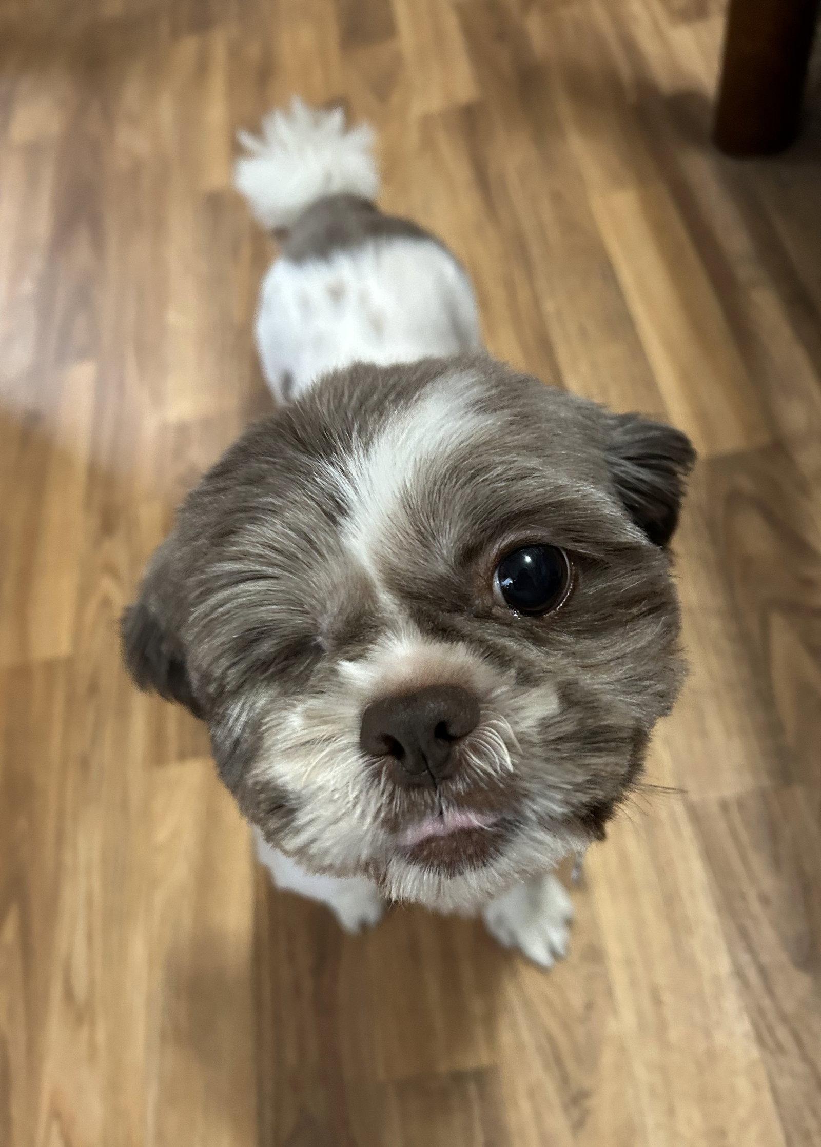 Nadia - ARR, a Adoptable Shih Tzu in Pataskala, OH image 3/3