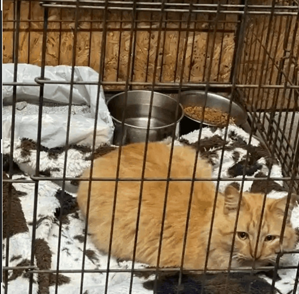 FluffnStuff, Adopted, Adult Male Domestic Short Hair.