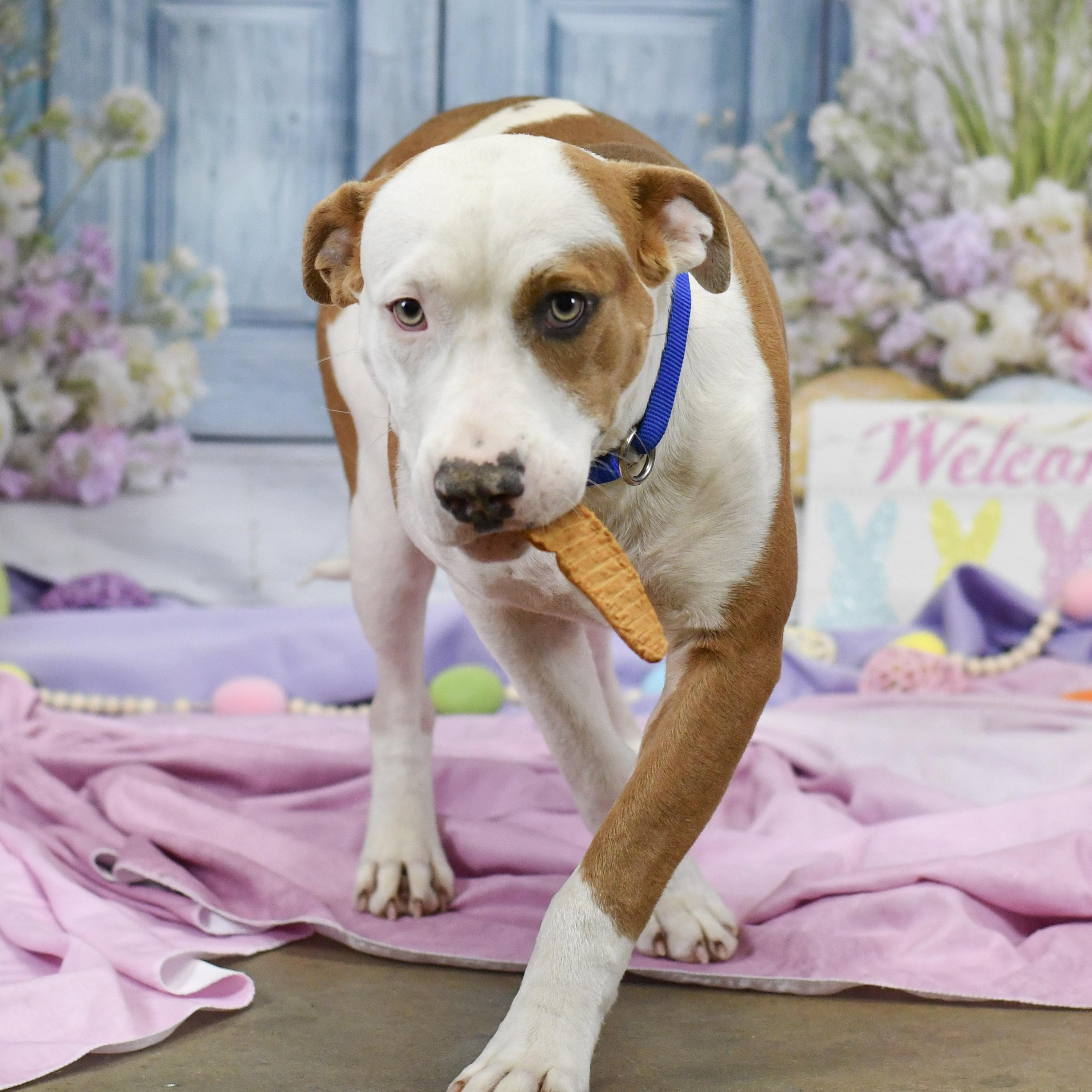 Maxwell, a ADOPTABLE Mixed Breed in Defuniak Springs, FL image 2/3