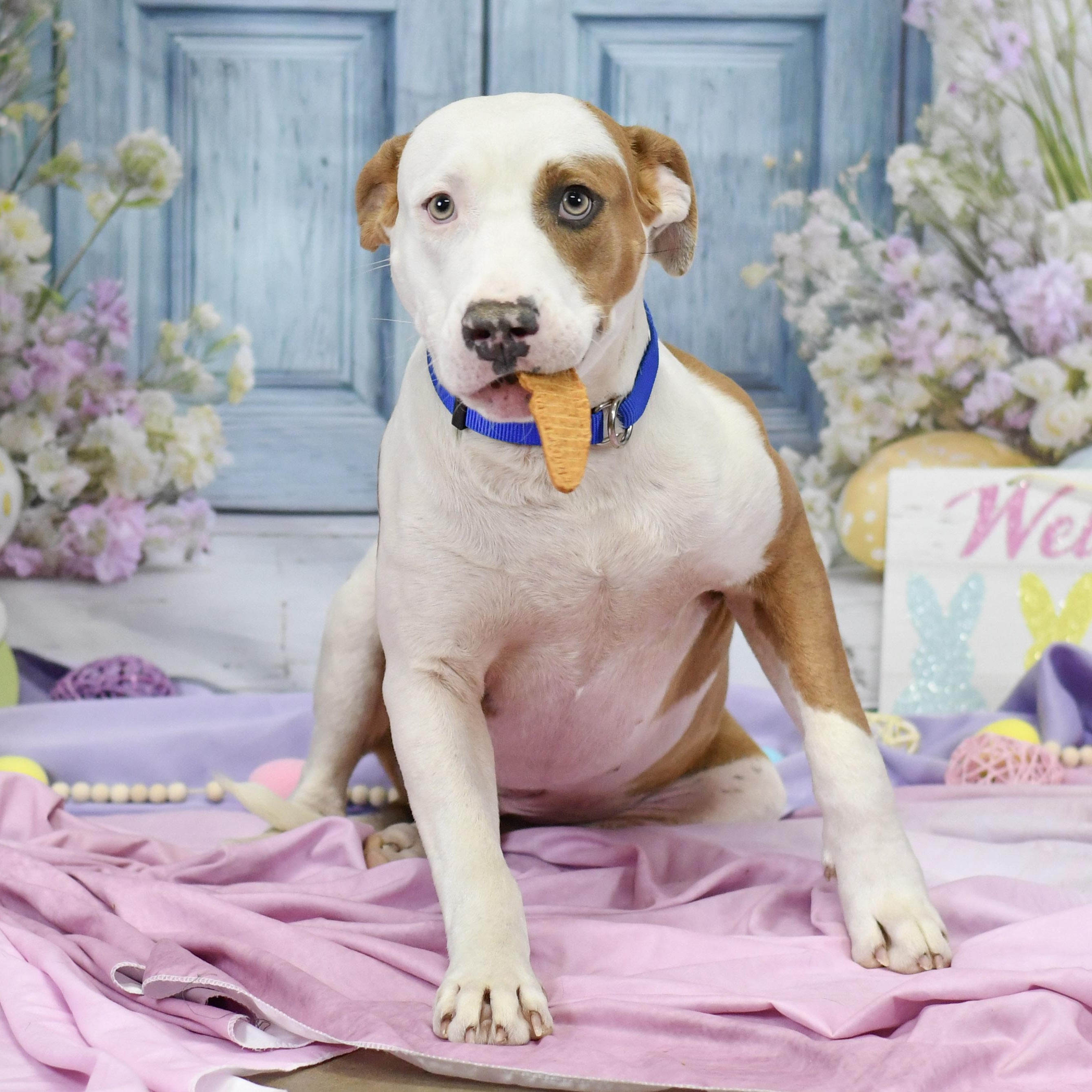 Maxwell, a ADOPTABLE Mixed Breed in Defuniak Springs, FL image 3/3