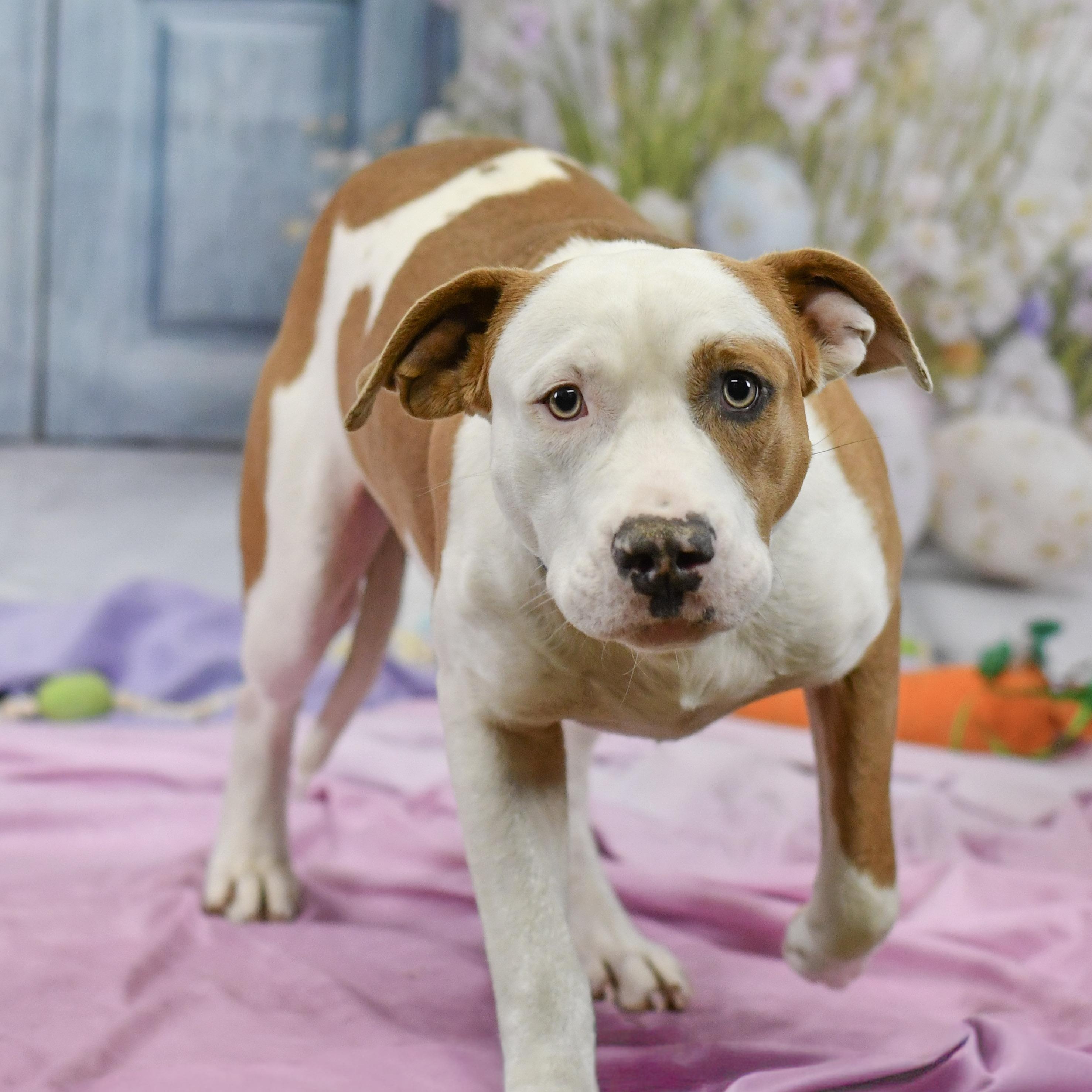 Maxwell, a ADOPTABLE Mixed Breed in Defuniak Springs, FL image 1/3