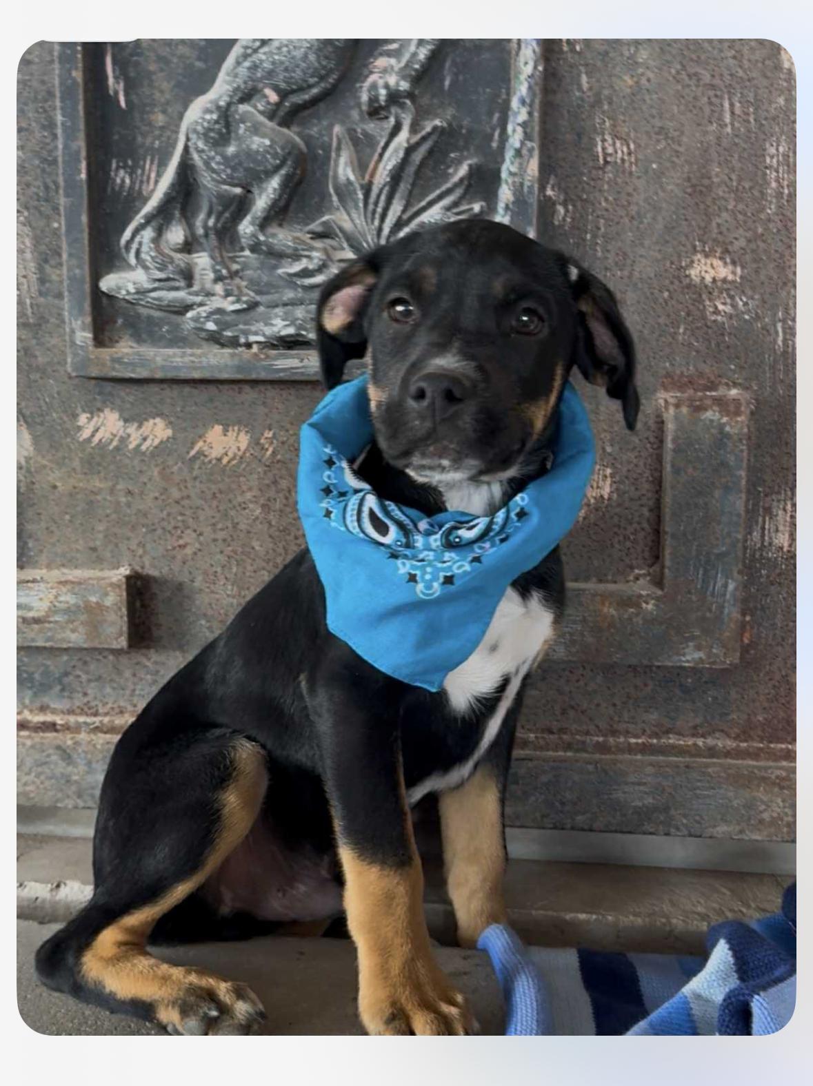 Enlarge Hank, a ADOPTABLE mixed breed in Wanaque, NJ image 2/2