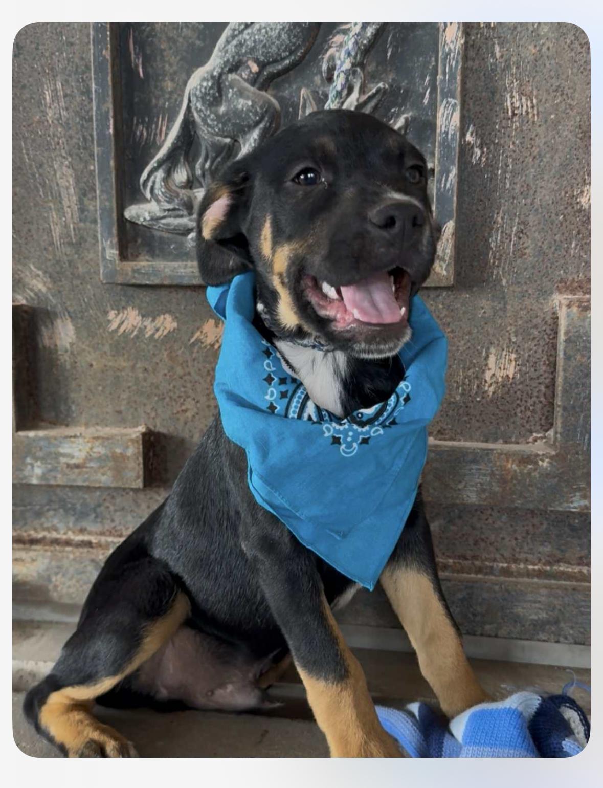 Enlarge Hank, a ADOPTABLE mixed breed in Wanaque, NJ image 1/2