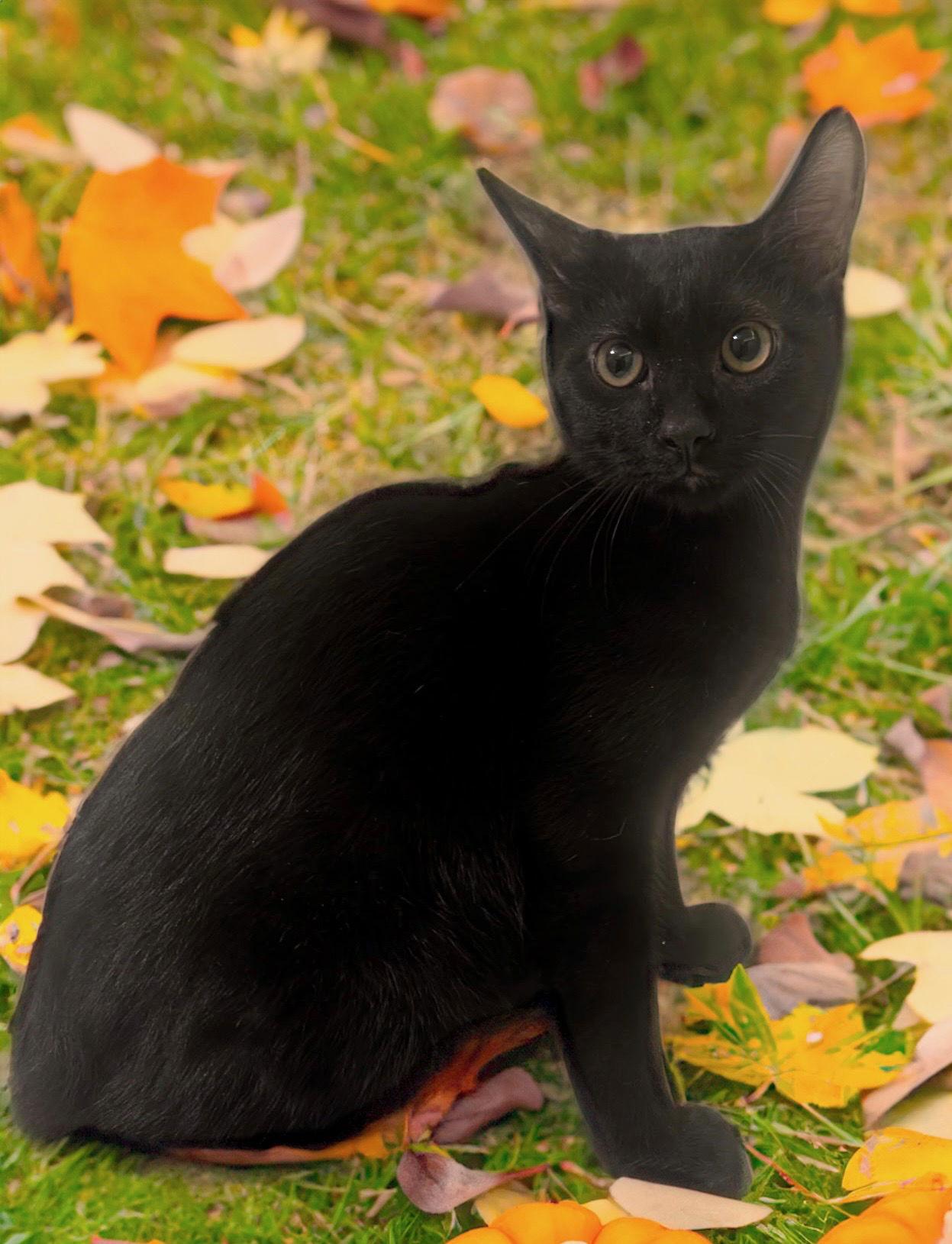 Midnight, Adoptable, Young Male Domestic Short Hair.