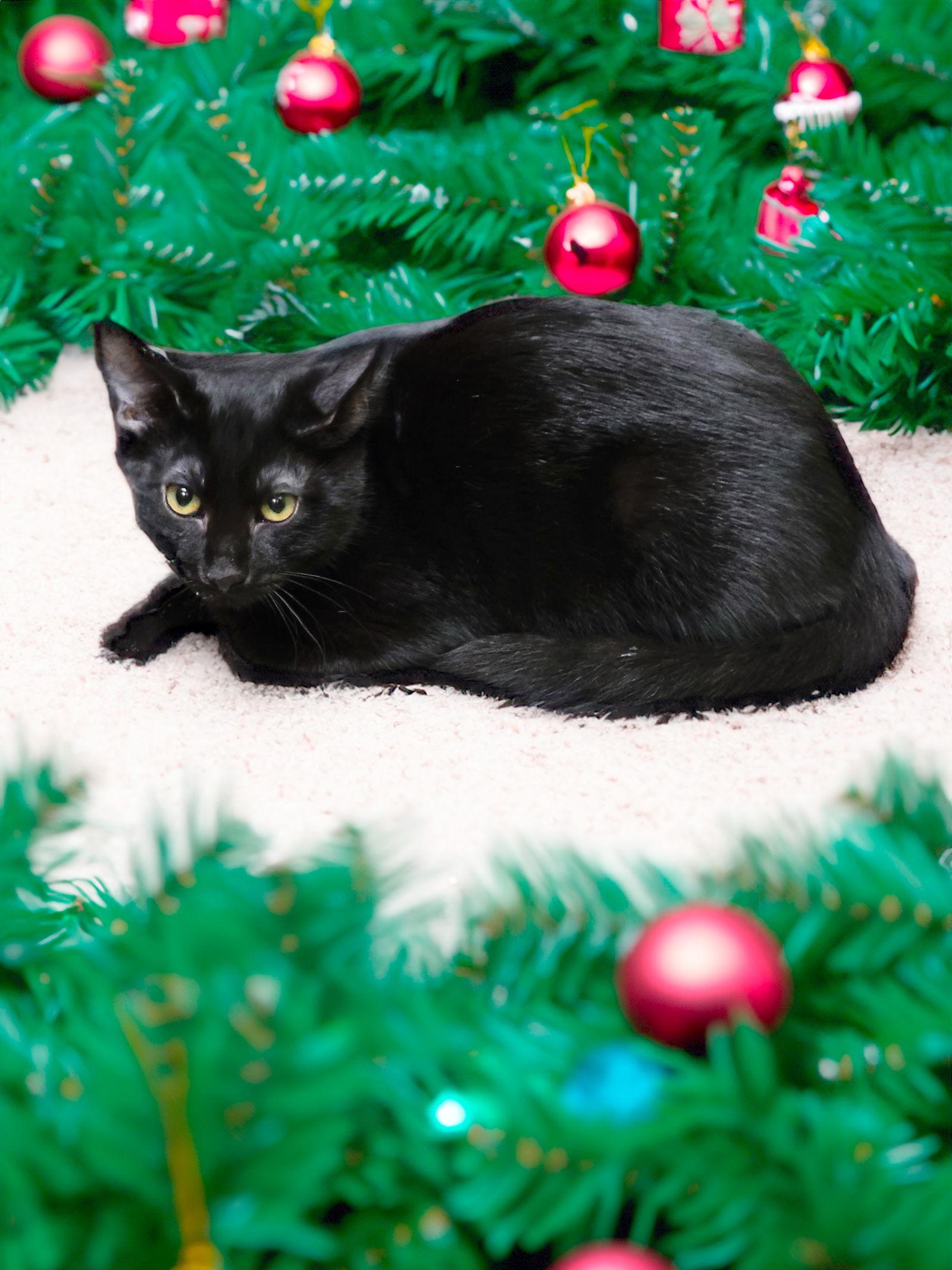 Midnight, a Adoptable Domestic Short Hair in Chandler, AZ image 2/3