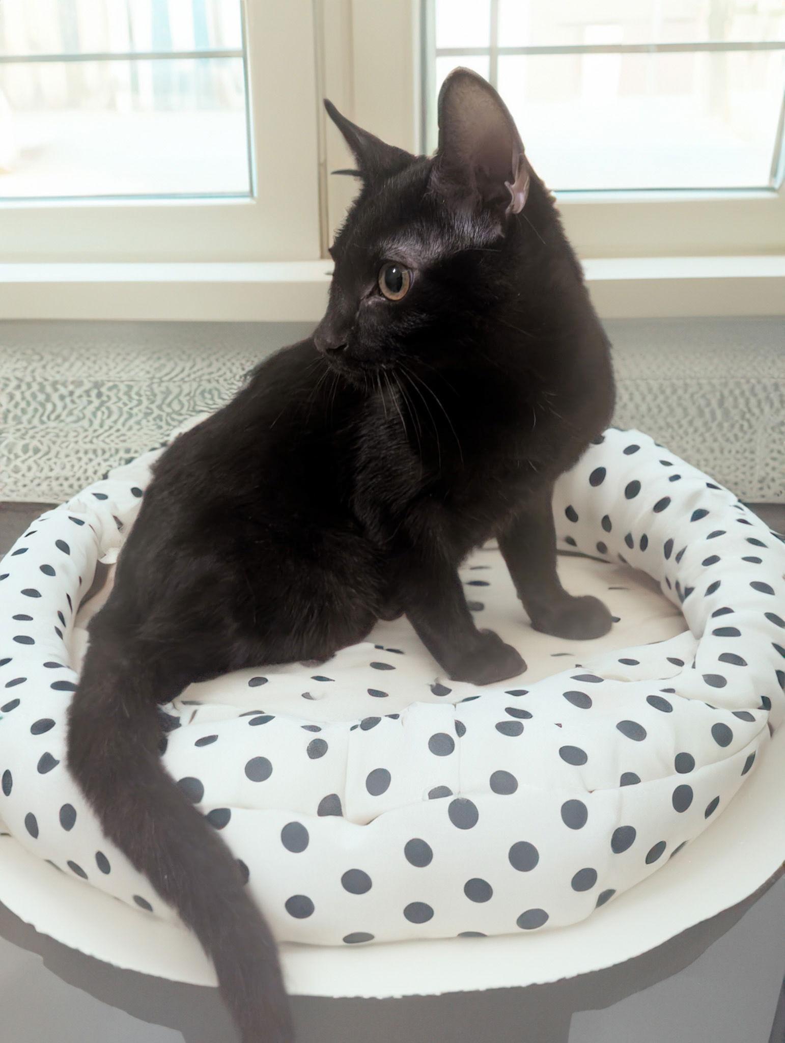 Midnight, a Adoptable Domestic Short Hair in Chandler, AZ image 3/3