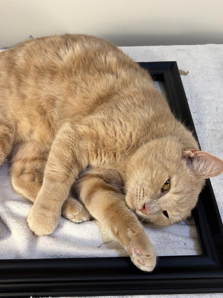 Bravo, Adoptable, Young Male Domestic Short Hair.