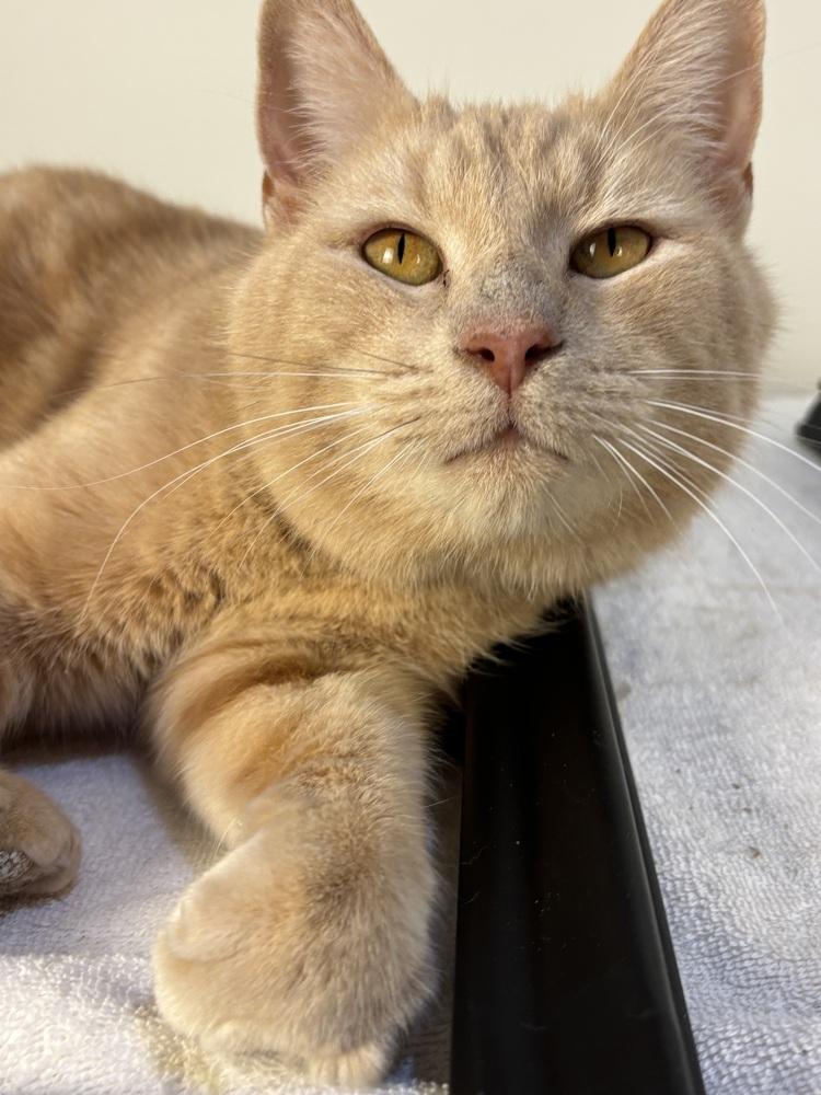 Bravo, a Adoptable mixed breed in Vienna , VA image 2/4