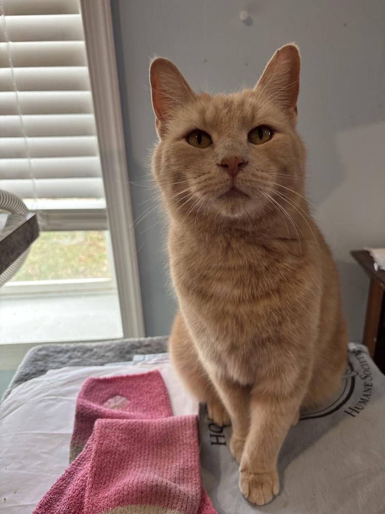 Bravo, a Adoptable mixed breed in Vienna , VA image 3/4