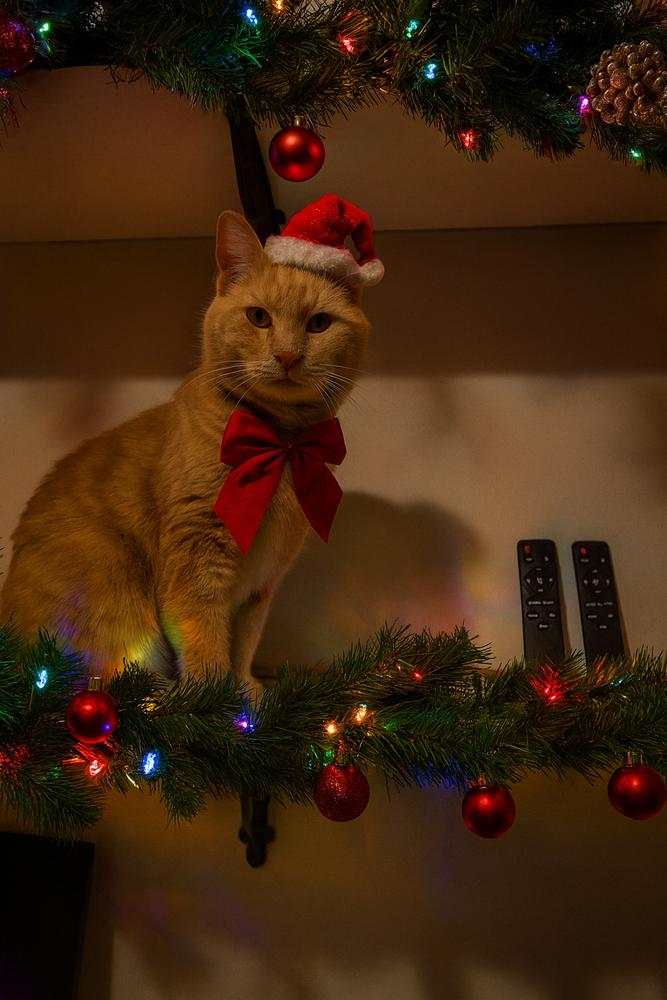 Bravo, a Adoptable mixed breed in Vienna , VA image 4/4