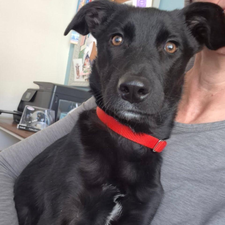 Enlarge Pepper, an adopted mixed breed in Concord, NC image 1/6