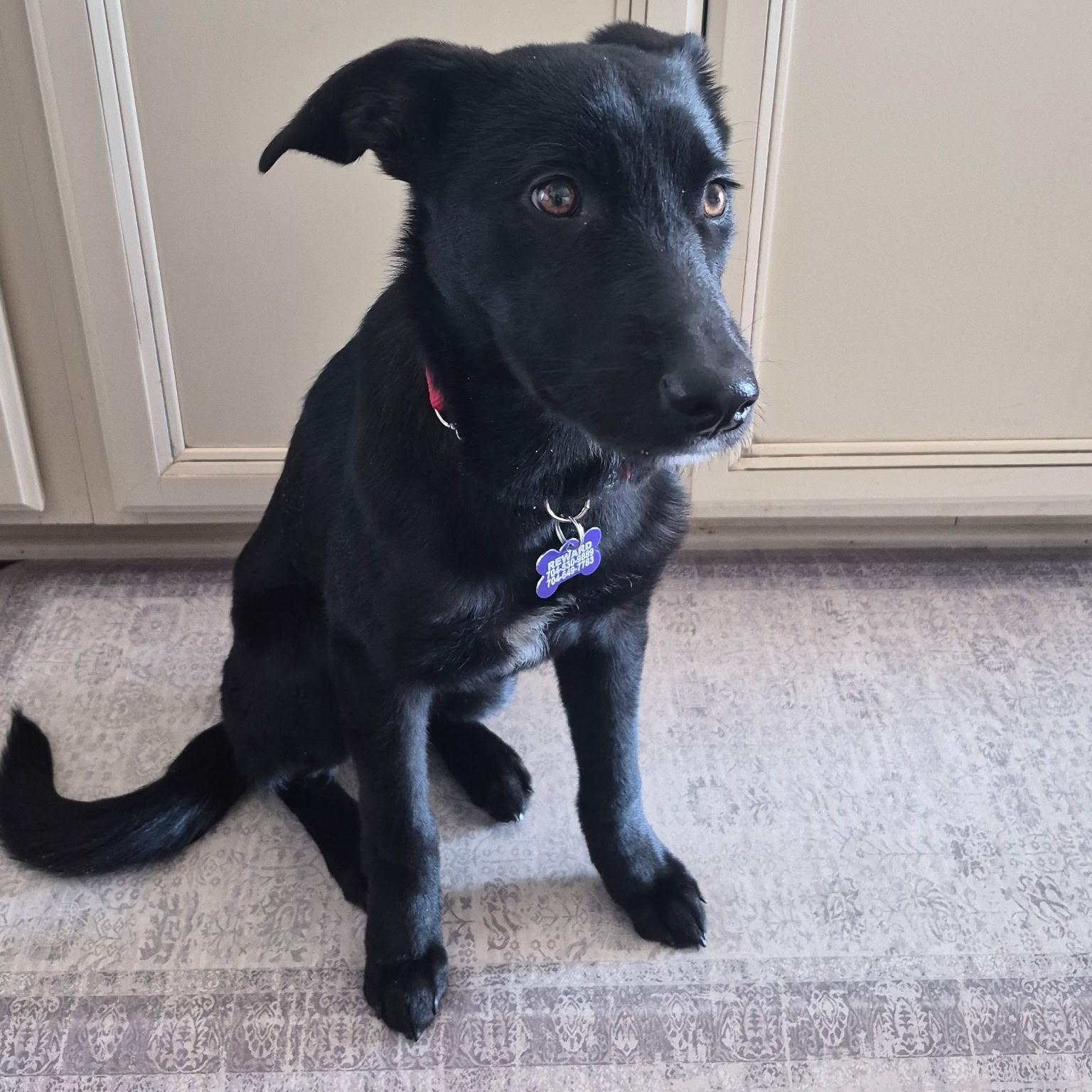 Enlarge Pepper, an adopted mixed breed in Concord, NC image 5/6