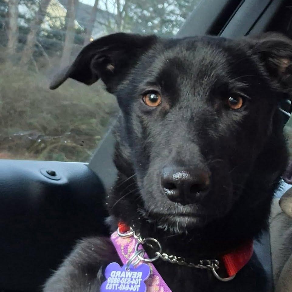 Enlarge Pepper, an adopted mixed breed in Concord, NC image 4/6