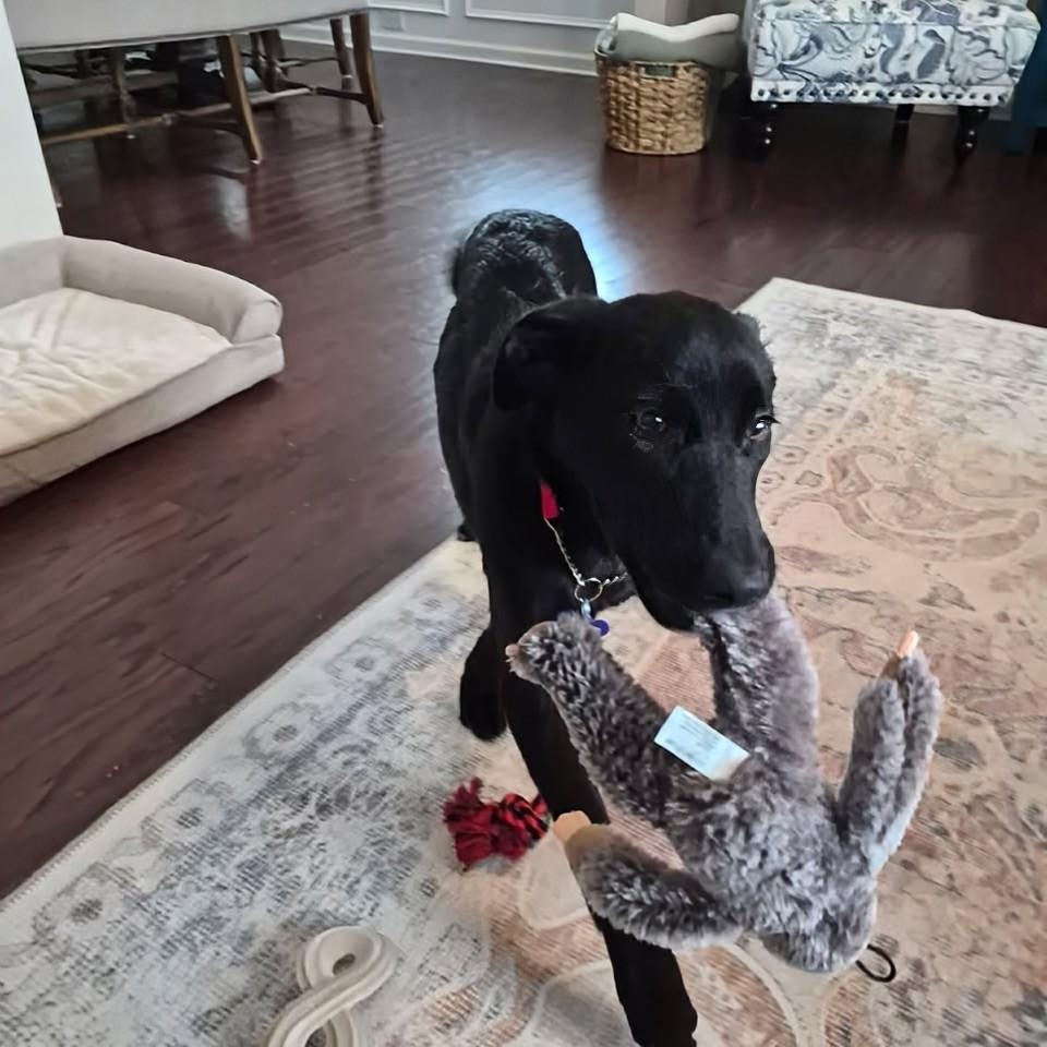 Enlarge Pepper, an adopted mixed breed in Concord, NC image 2/6