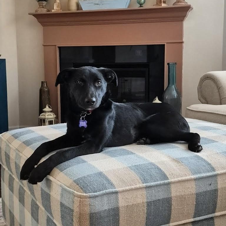 Enlarge Pepper, an adopted mixed breed in Concord, NC image 3/6