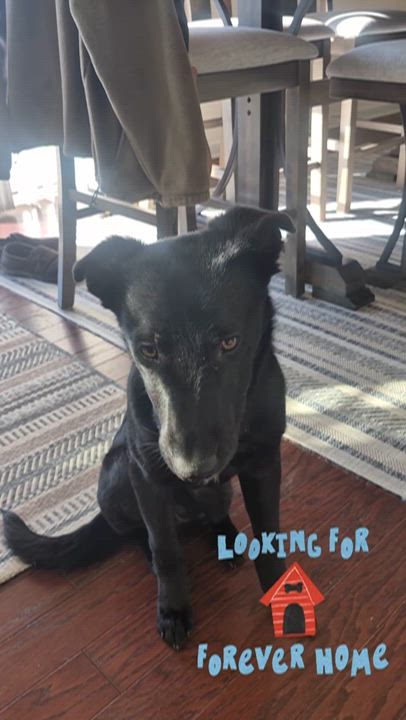 Enlarge Pepper, an adopted mixed breed in Concord, NC video 6/6