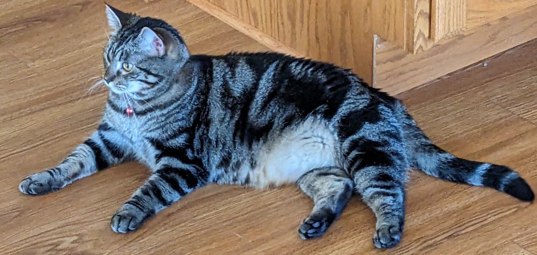 Enlarge Cleo, a Adopted Tabby in Milbank, SD image 1/1