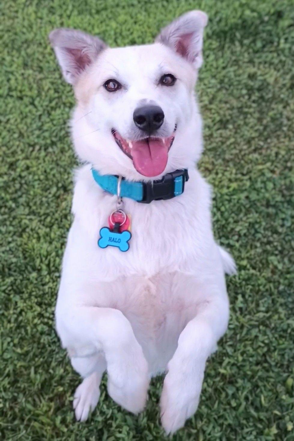 Enlarge Halo (Registered Therapy Dog), a Adopted mixed breed in Cottonwood, AZ image 1/3