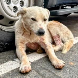 Enlarge Halo (Registered Therapy Dog), a Adopted mixed breed in Cottonwood, AZ image 2/3