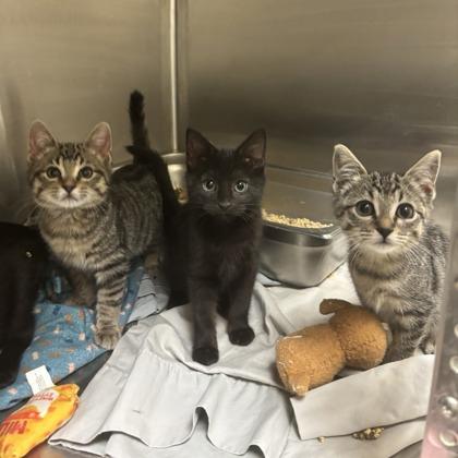 Chanel, Adoptable, Kitten Female Domestic Short Hair & Domestic Short Hair.