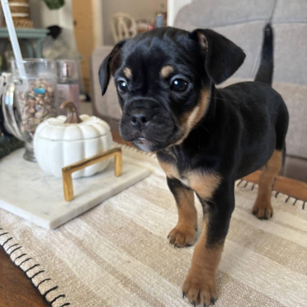 Bodhi, Adoptable, Puppy Male French Bulldog & Papillon.