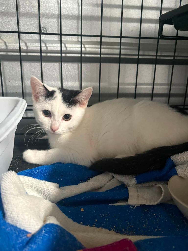 Catalina, Adoptable, Kitten Female Domestic Short Hair.