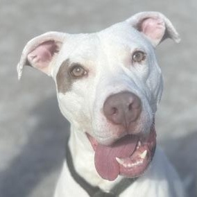 Goosey Zeus, a Adoptable Pit Bull Terrier in Philadelphia, PA image 2/5