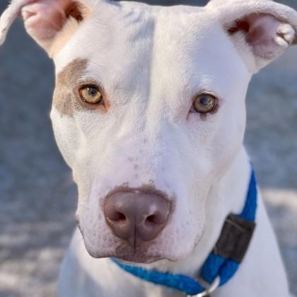 Goosey Zeus, a Adoptable Pit Bull Terrier in Philadelphia, PA image 4/5