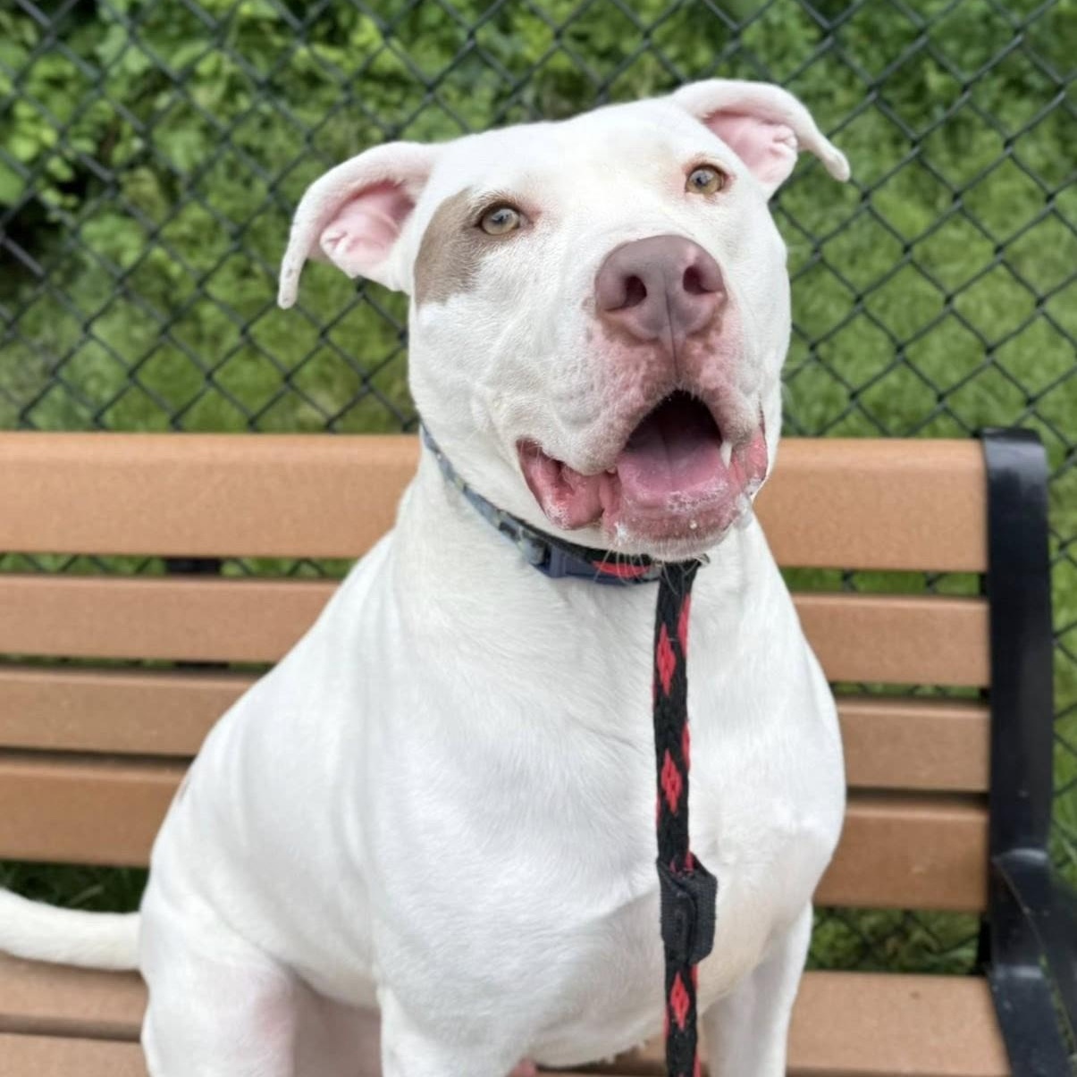 Goosey Zeus, a Adoptable Pit Bull Terrier in Philadelphia, PA image 1/5