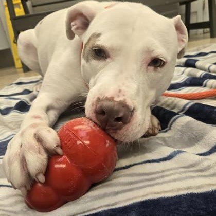 Goosey Zeus, a Adoptable Pit Bull Terrier in Philadelphia, PA image 5/5