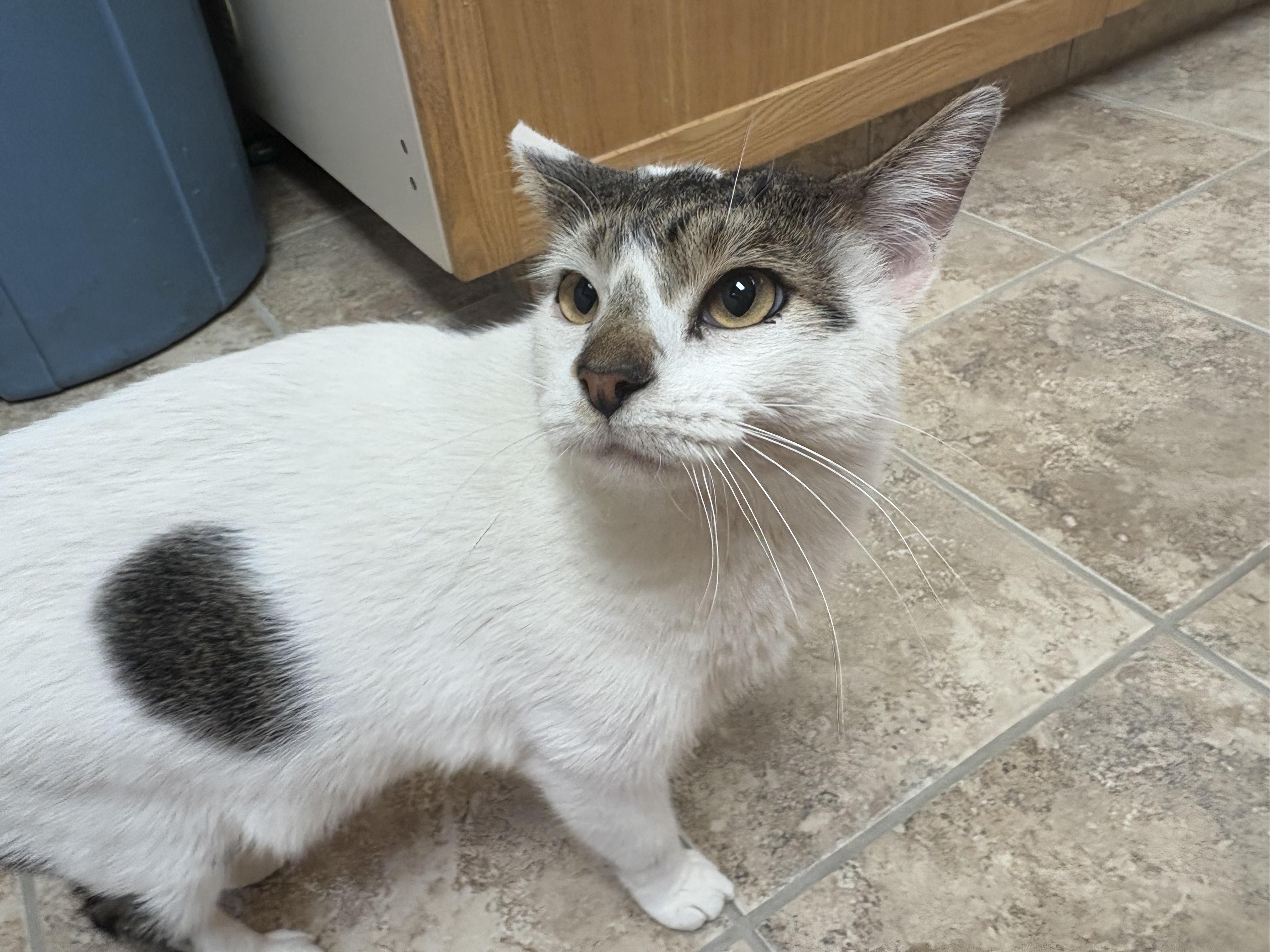 Enlarge Luigi, an adopted mixed breed in Hays, KS image 2/6