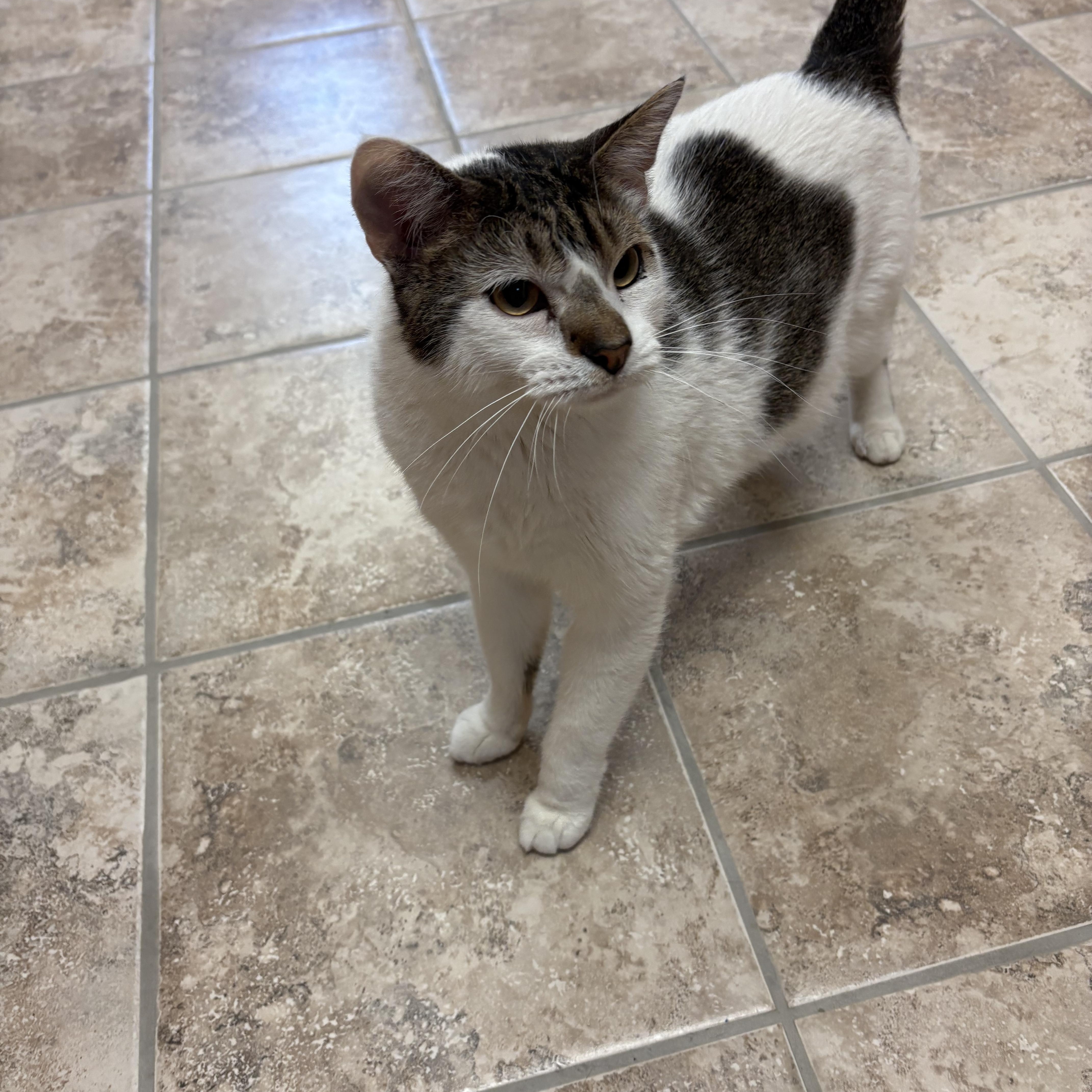 Enlarge Luigi, an adopted mixed breed in Hays, KS image 4/6