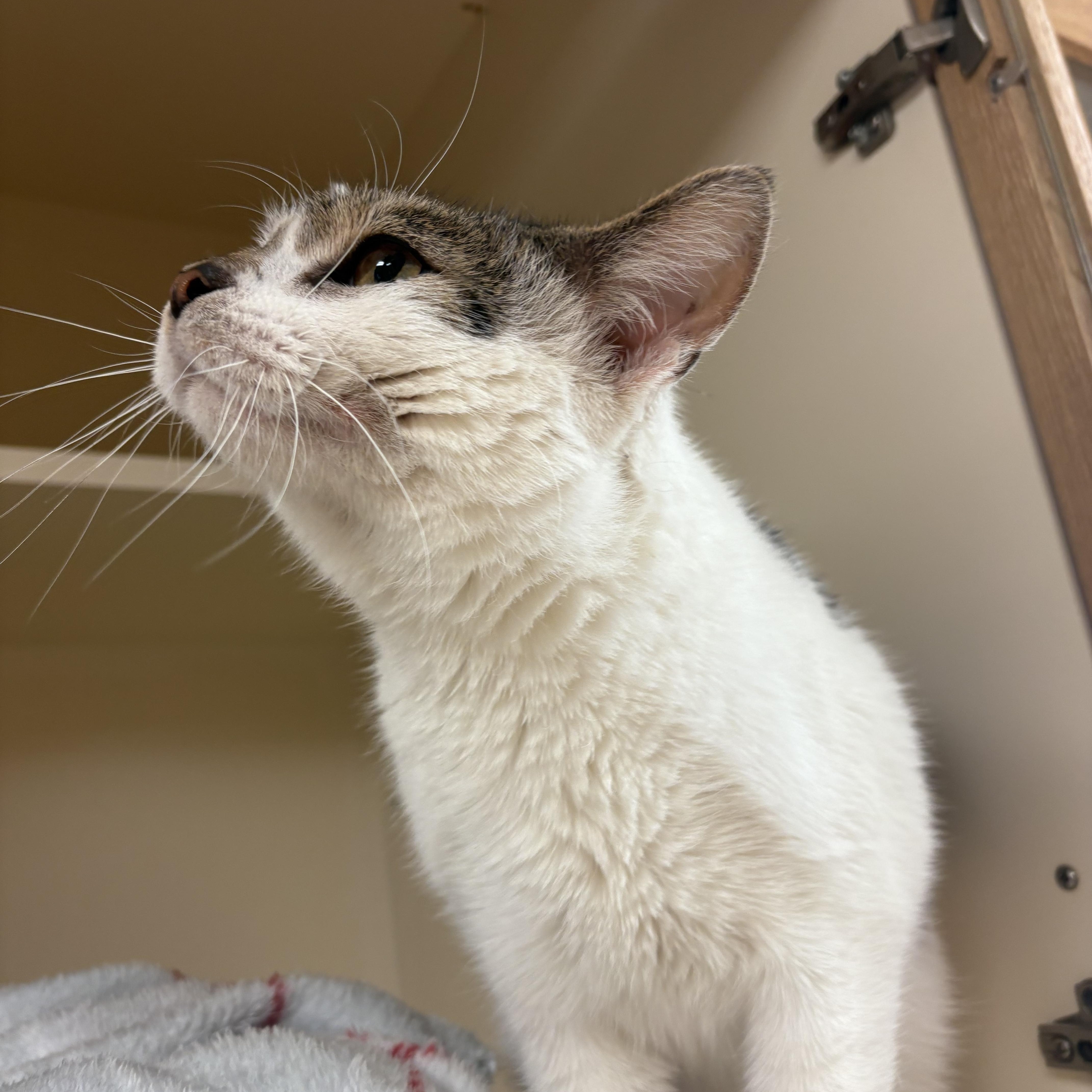 Enlarge Luigi, an adopted mixed breed in Hays, KS image 5/6
