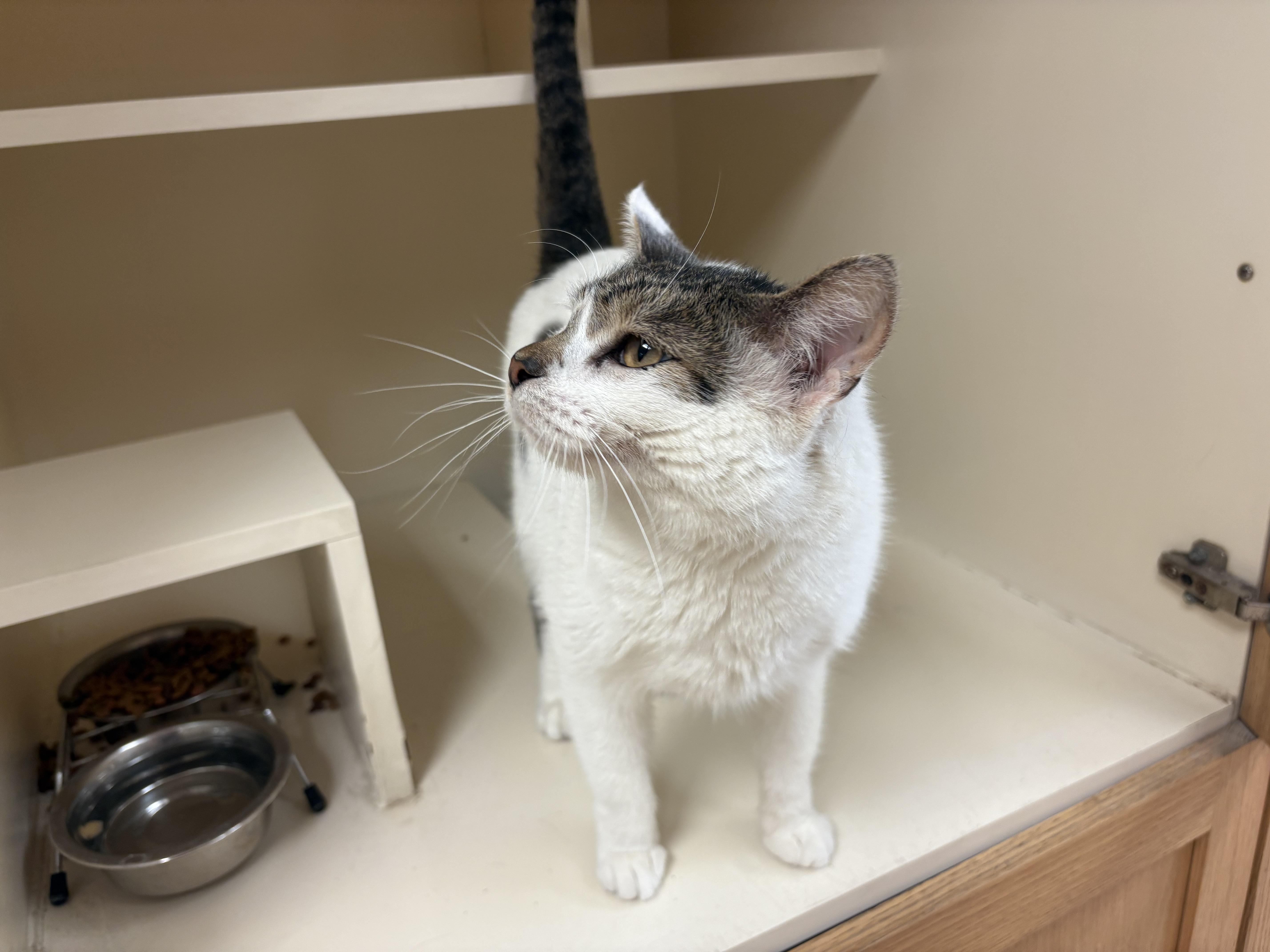 Enlarge Luigi, an adopted mixed breed in Hays, KS image 6/6