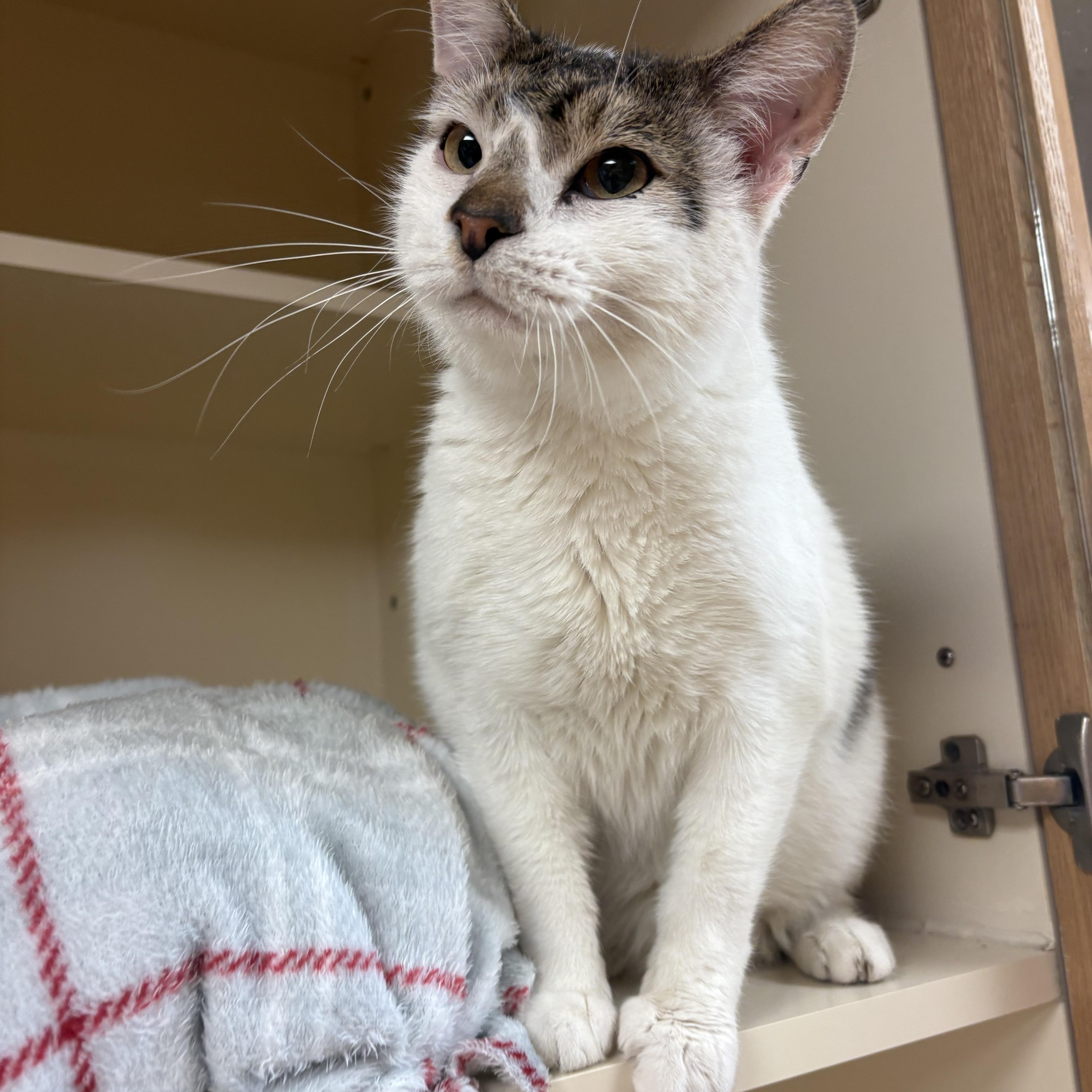 Luigi, adoptable, Adult Male Domestic Short Hair.