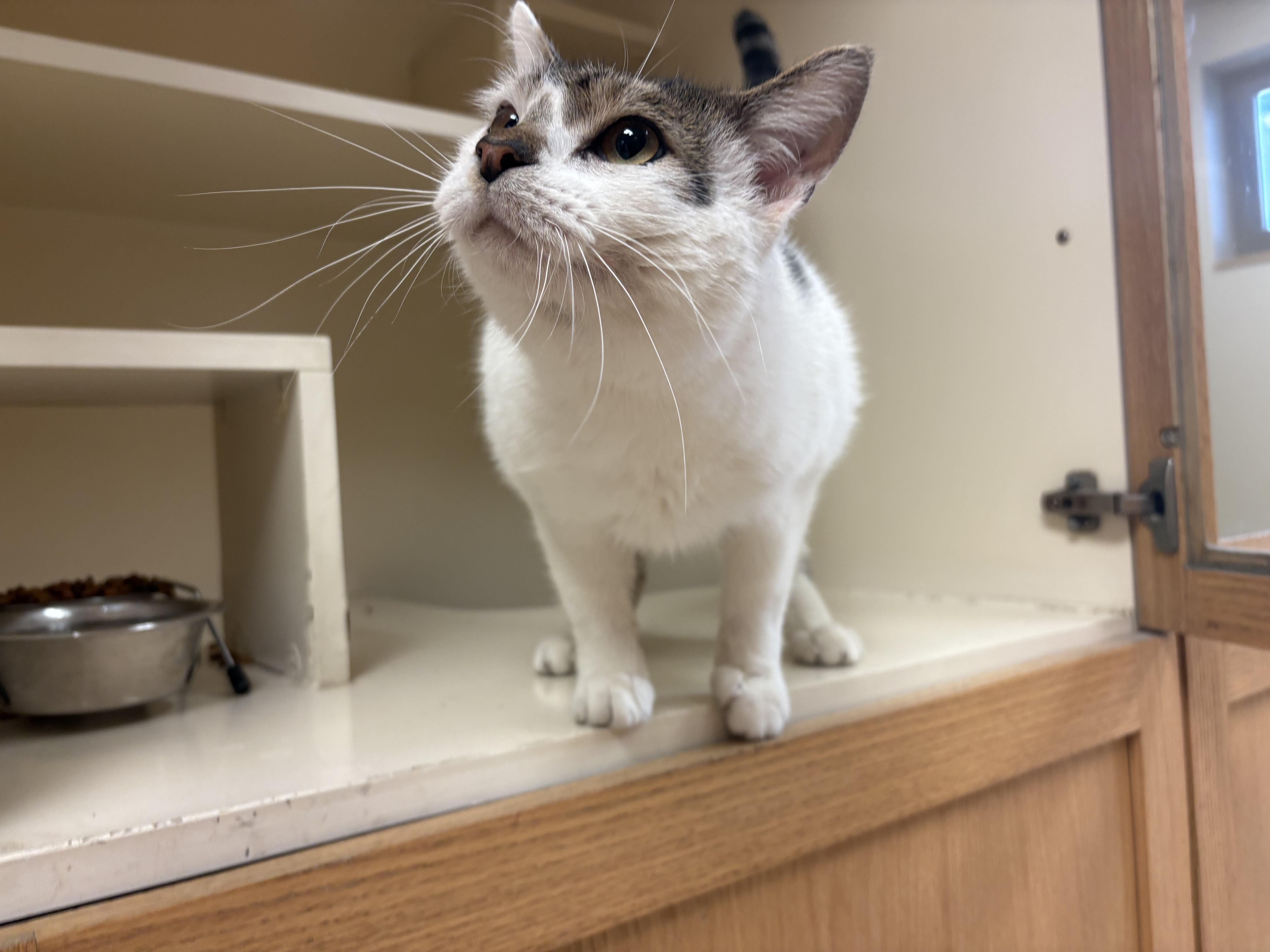 Enlarge Luigi, an adopted mixed breed in Hays, KS image 3/6