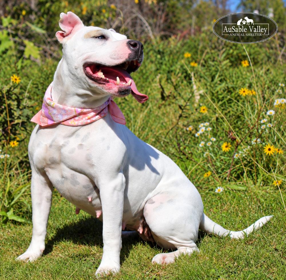 Enlarge Peaches, a Adoptable Mixed Breed in Grayling, MI image 3/6