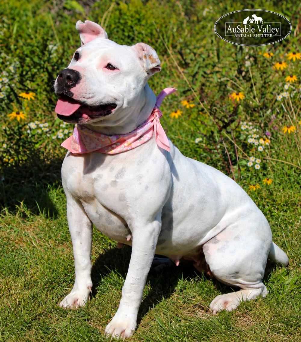 Enlarge Peaches, a Adoptable Mixed Breed in Grayling, MI image 2/6