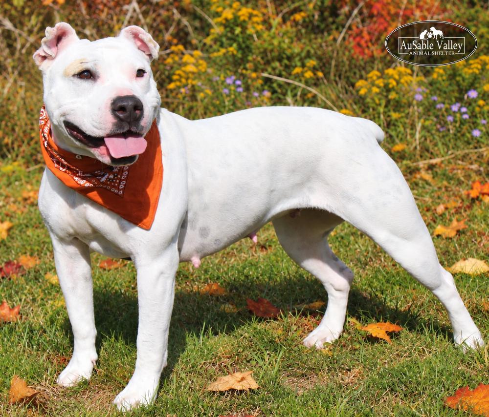 Enlarge Peaches, a Adoptable Mixed Breed in Grayling, MI image 1/6