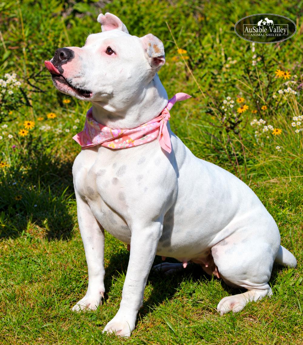Enlarge Peaches, a Adoptable Mixed Breed in Grayling, MI image 6/6