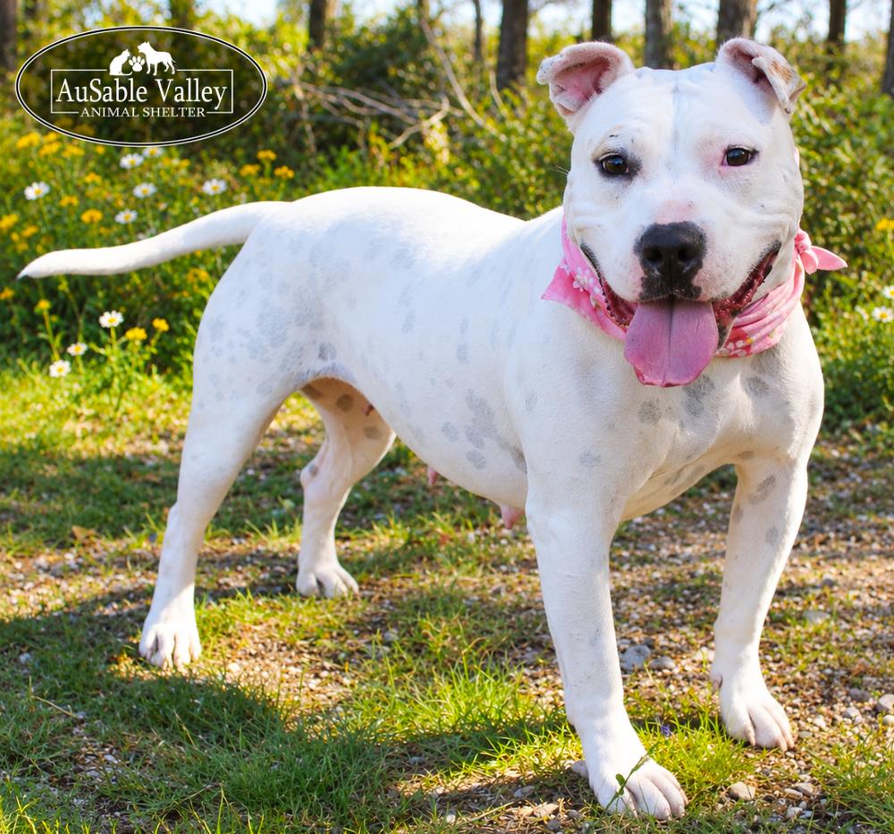 Enlarge Peaches, a Adoptable Mixed Breed in Grayling, MI image 1/6