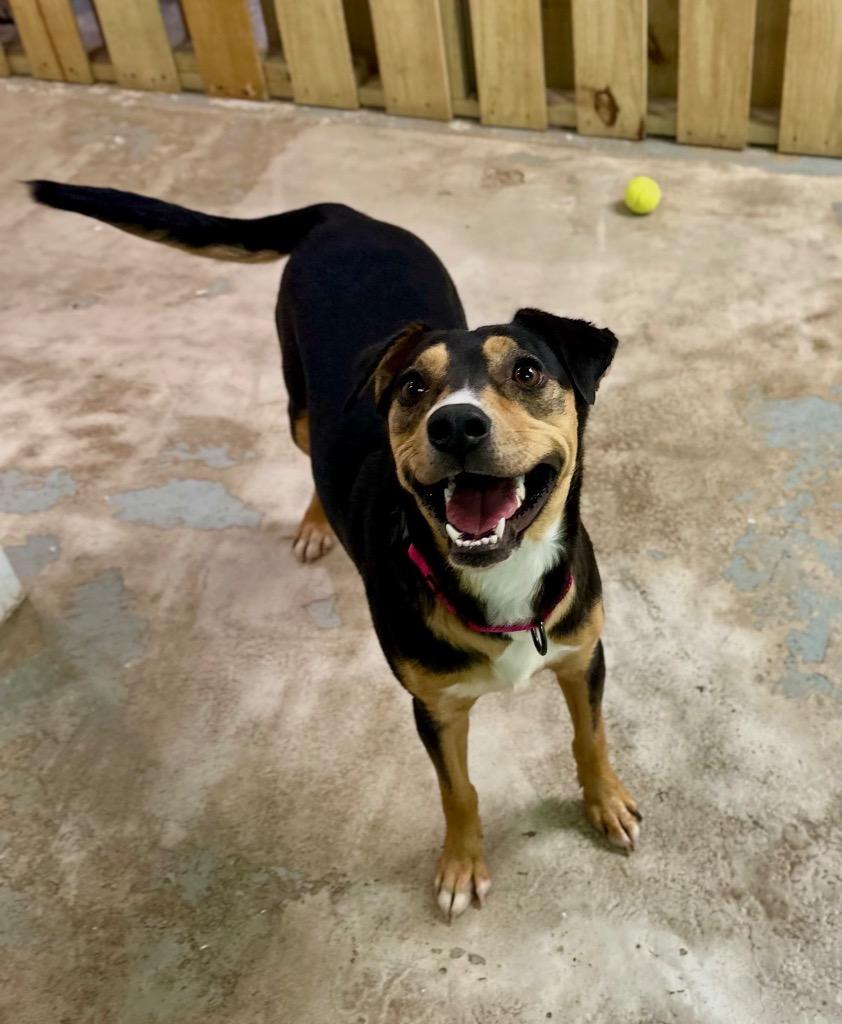 Dipsy, Adoptable, Adult Female Mixed Breed.