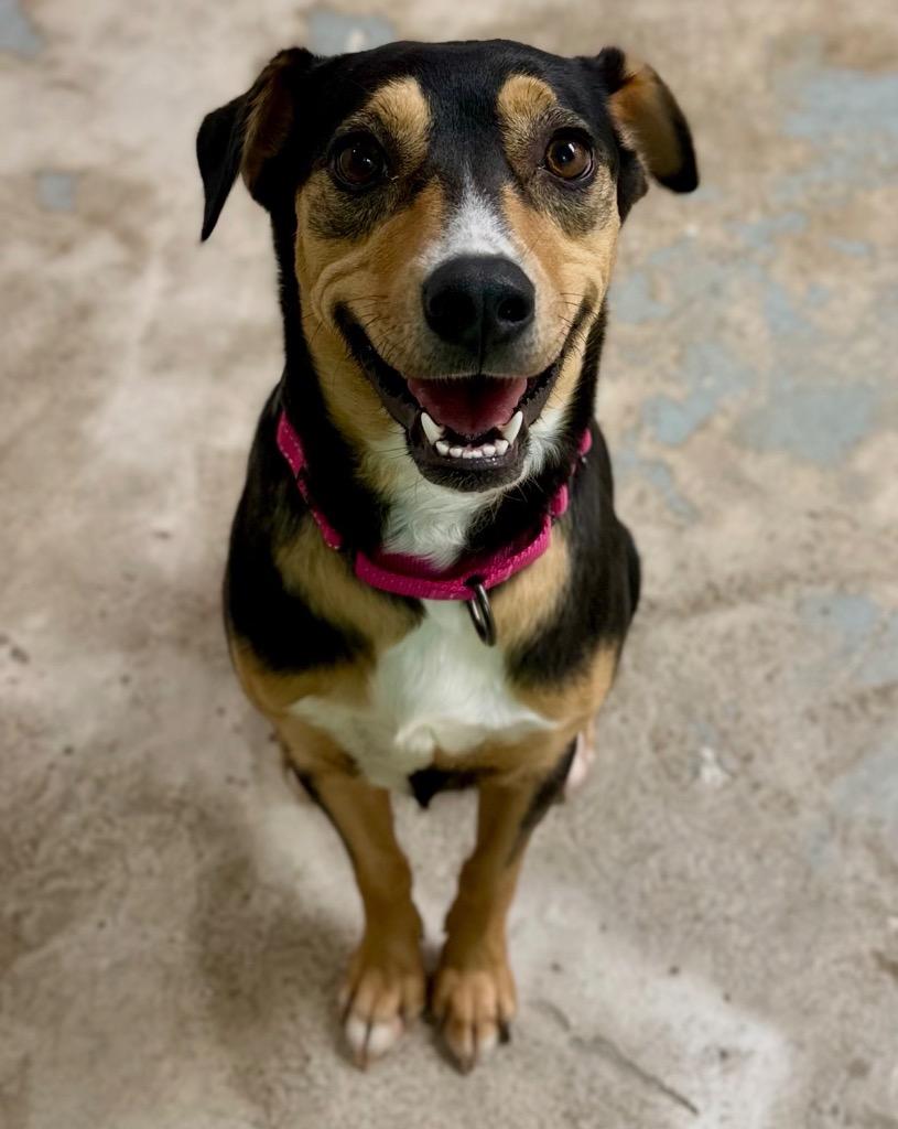 Dipsy, a Adoptable mixed breed in St. Francisville, LA image 2/6