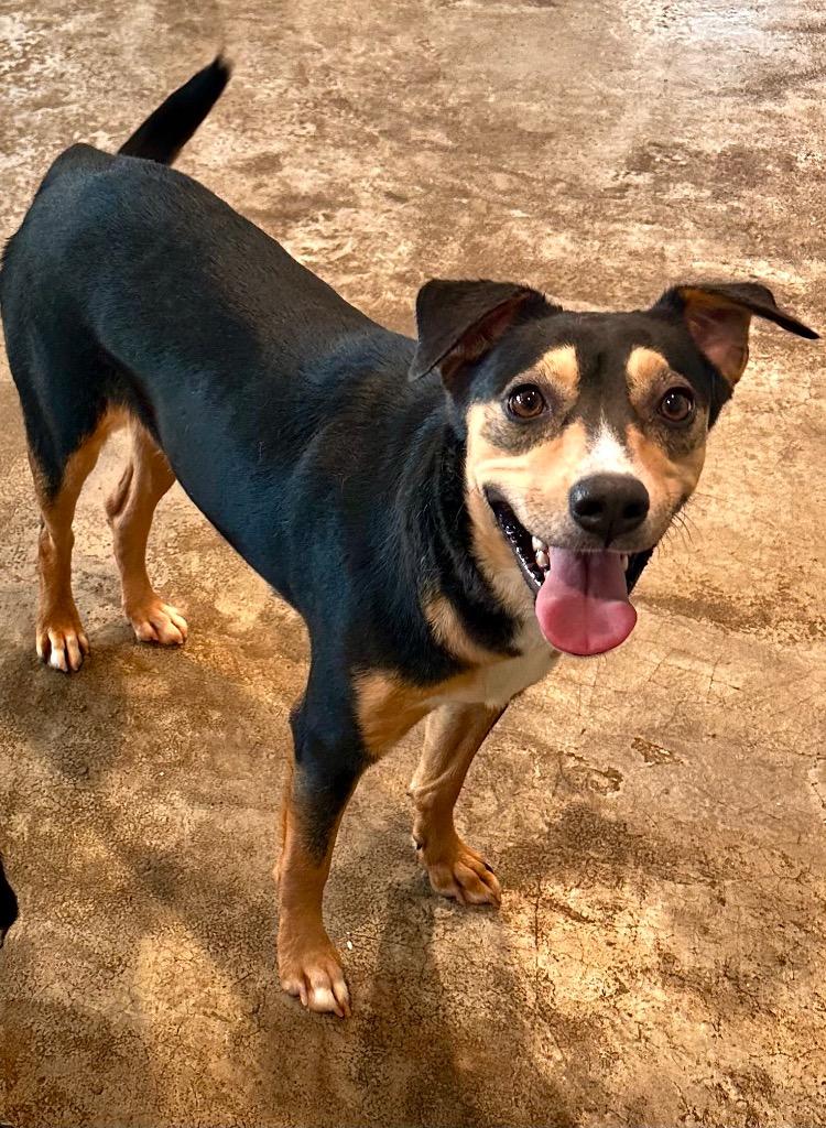 Dipsy, a Adoptable mixed breed in St. Francisville, LA image 3/6