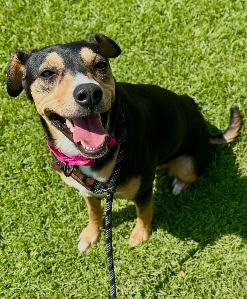 Dipsy, a Adoptable mixed breed in St. Francisville, LA image 4/6