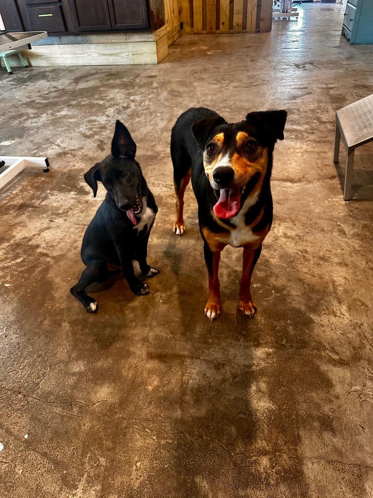 Dipsy, a Adoptable mixed breed in St. Francisville, LA image 5/6