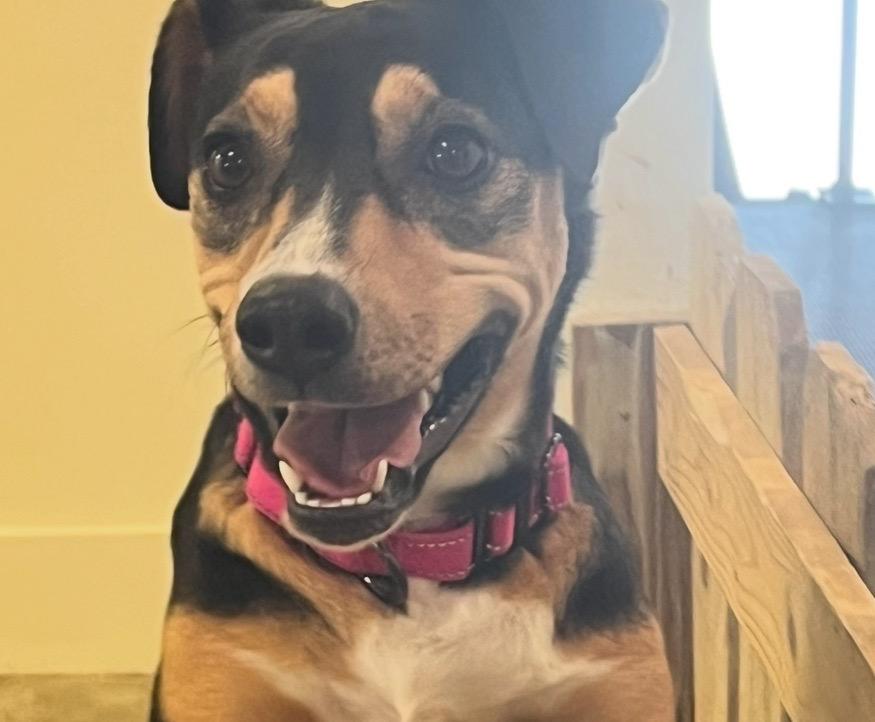 Dipsy, a Adoptable mixed breed in St. Francisville, LA image 6/6