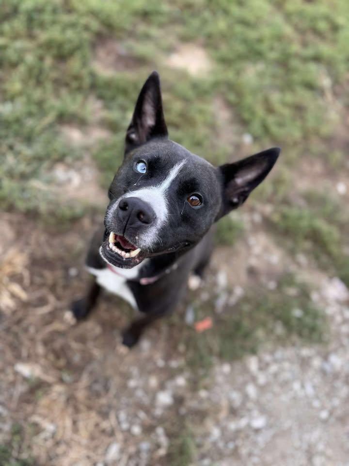 Autumn, Adoptable, Adult Female Husky.
