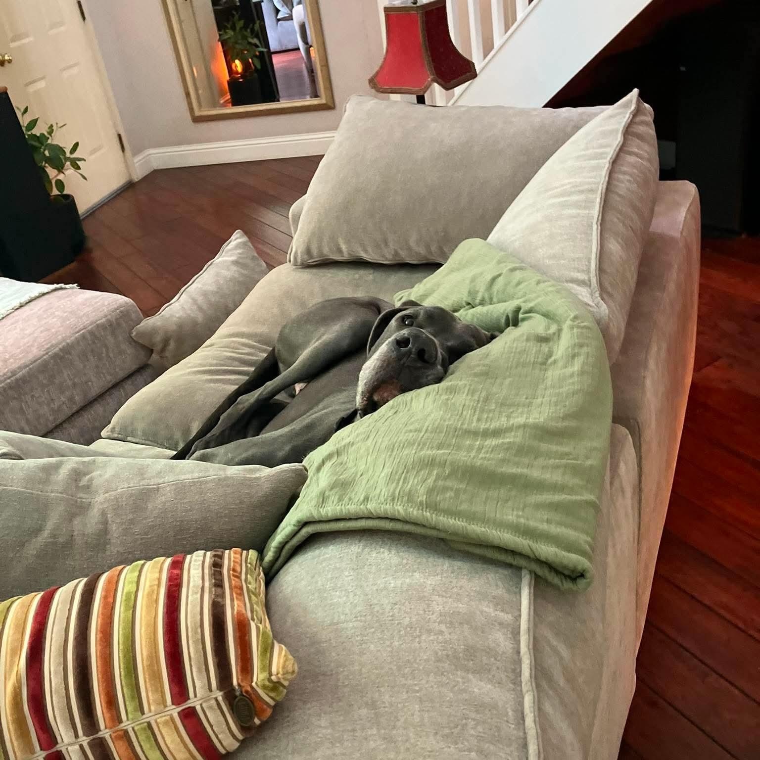 Enlarge Gus, a Adoptable Great Dane in Rohnert Park, CA image 4/5