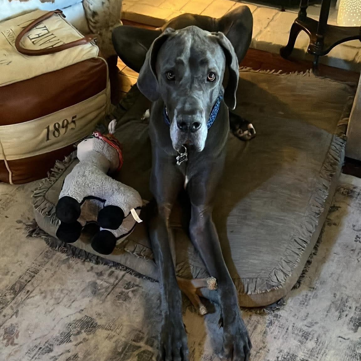 Enlarge Gus, a Adoptable Great Dane in Rohnert Park, CA image 1/5